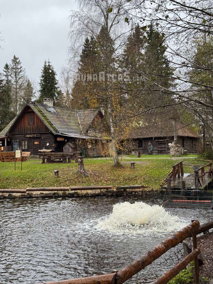 Viikingite küla